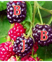 Blaqueberry Jazz